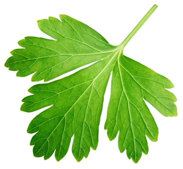 Single parsley herb (coriander) leaf isolated on white — Stock Photo, Image