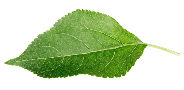 Green apple leaf on white — Stock Photo, Image