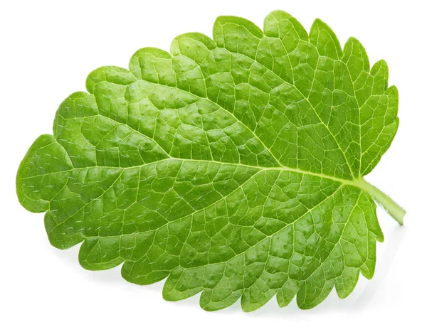 Зелений меліси leaf (Меліса лікарська) на білому — стокове фото