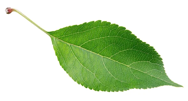 Hoja de manzana verde sobre blanco — Foto de Stock