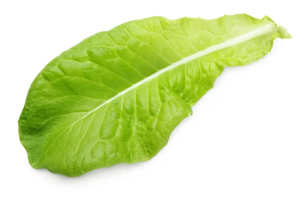 Салат из зеленых листьев салата, выделенный на белом — стоковое фото