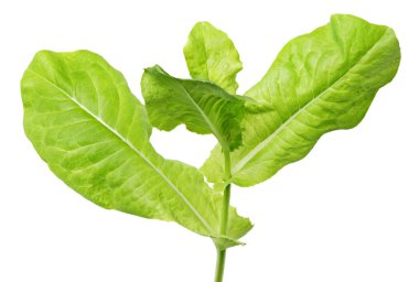 beyaz izole marul yaprak yeşil salata