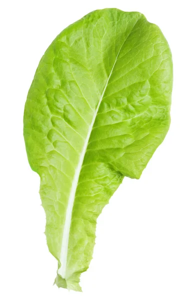 Ensalada de lechuga de hoja verde aislada en blanco —  Fotos de Stock