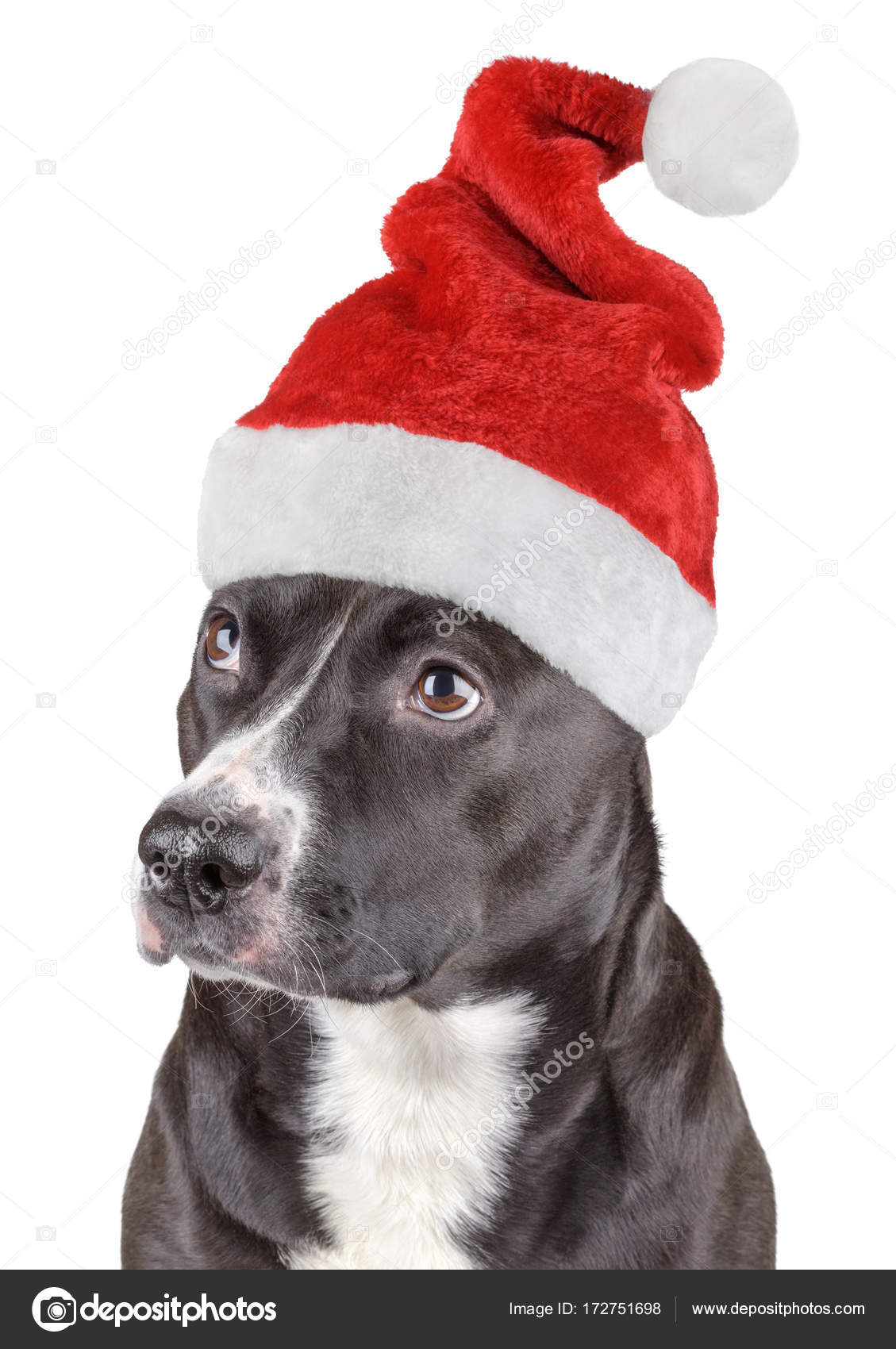 dog with santa hat