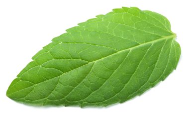 Beyaz taze çiğ nane yaprağı