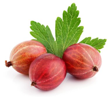 üç kırmızı bektaşi üzümü berry beyaz yaprak ile