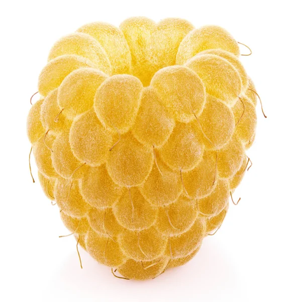 Framboesa amarela única fruta isolada no branco — Fotografia de Stock