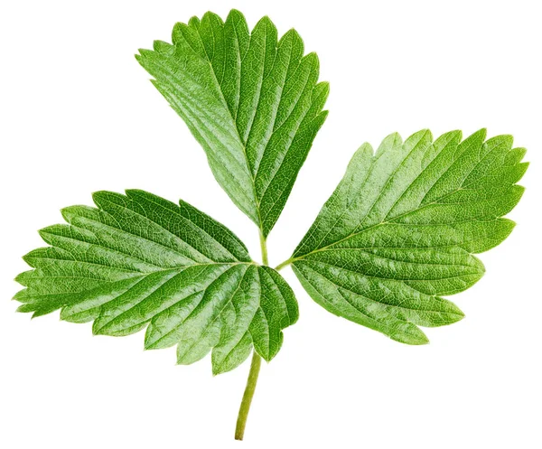Groene aardbei blad geïsoleerd op wit — Stockfoto