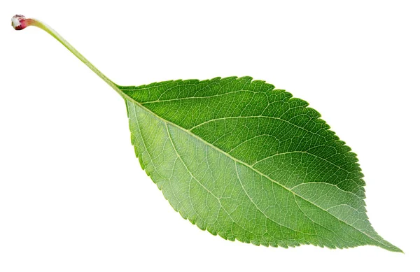Grünes Apfelblatt auf weiß — Stockfoto