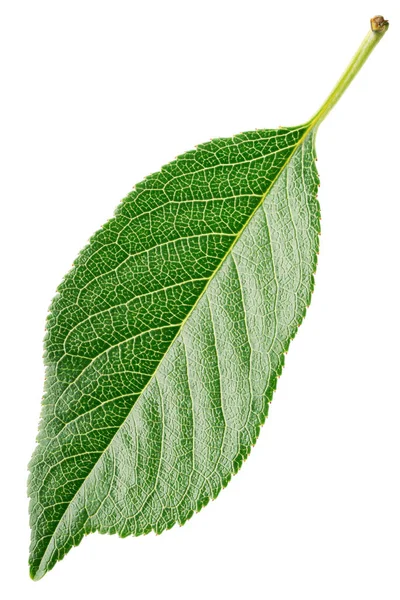 Cherry Green Leaf Isolated White Background Clipping Path Full Depth — Stock Photo, Image