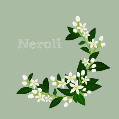 Orange blossom, flowers, buds and leaves. Floral design card with neroli. clipart