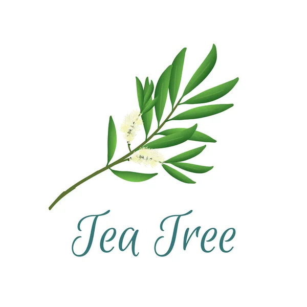 Teebaumzweig mit Blüten und Blättern. Malaleuca oder Teebaum Designkomposition. Vektorillustration für Web oder Print — Stockvektor
