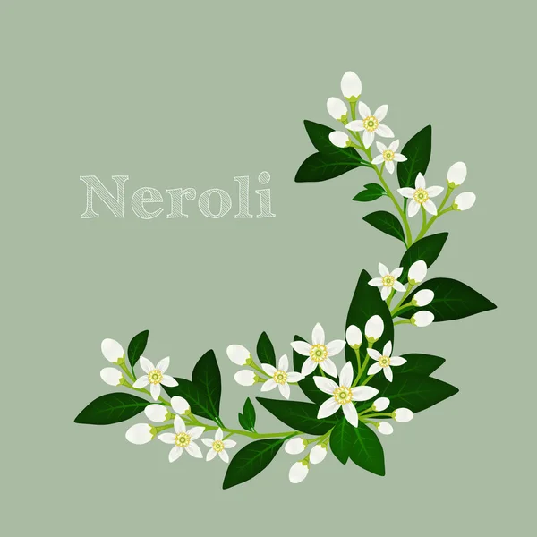 Flor de laranjeira, flores, botões e folhas. Cartão de design floral com neroli . — Vetor de Stock