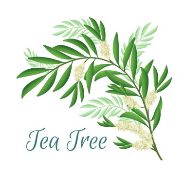 Çiçekli ve yapraklı çay dalı. Malaleuca veya çay ağacı tasarımı kompozisyonu. Web tasarımı, yazdırma veya diğer görsel alanlarda kullanmak için vektör illüstrasyonu.