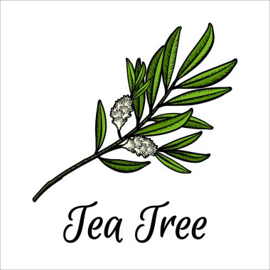 Tea tree branch with flowers and leaves. Malaleuca or tea tree engraved design composition. Vintage vector hand drawn illustration for use in web design, print or other visual area. clipart