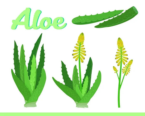 Aloe Vera isolado em desenho animado branco ilustração vetorial com flores e folhas. Estilo simples engraçado. Para uso em impressão ou na web — Vetor de Stock