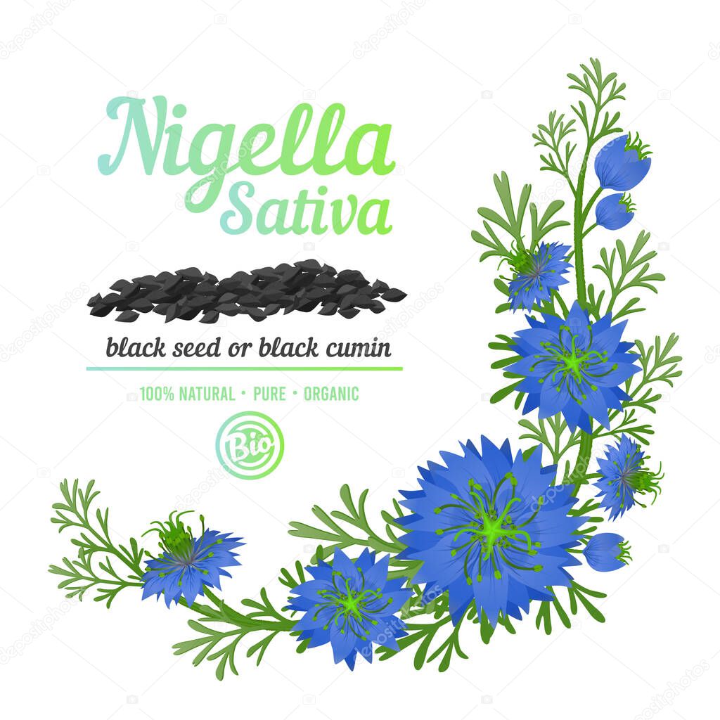 Black cumin or Nigella Sativa cosmetic label. Blue flowers and seeds with buds and leaves. Vector design elements.