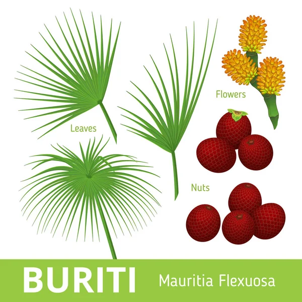 Buriti Mauritia Flexuosa Mauriti Palmeira Flores Nozes Folhas Conjunto Elementos — Vetor de Stock