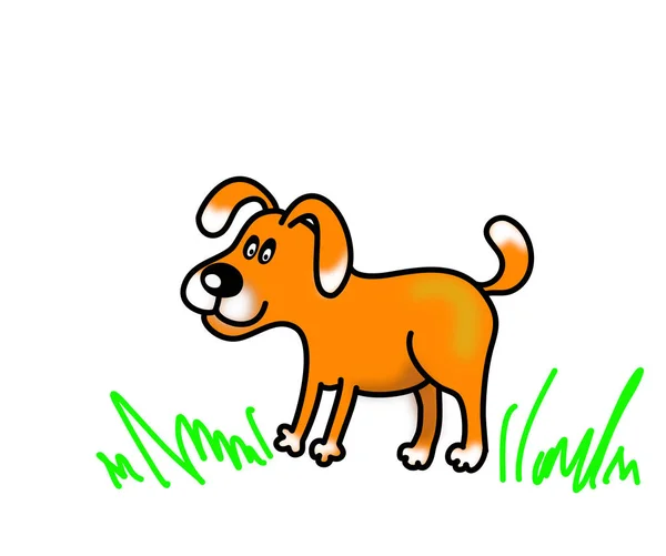 neşeli kırmızı köpek çim