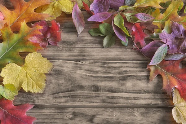 Different autumn sheets on wood — Stock Photo, Image