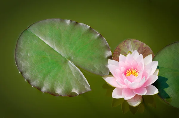 Pink water lily with sheet Stock Picture
