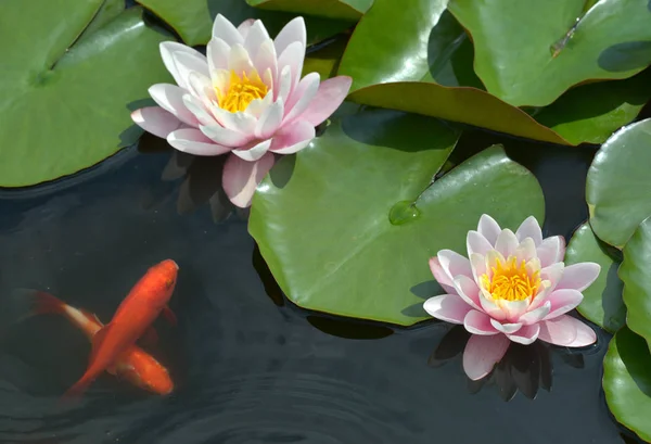 Goldfish with pink water lily — Stock Photo, Image