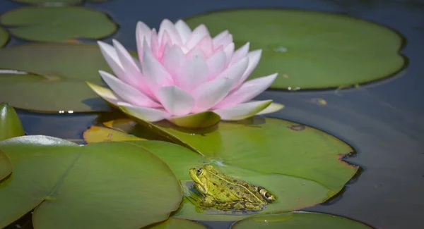 Water frog with pink water lily — Stock Photo, Image