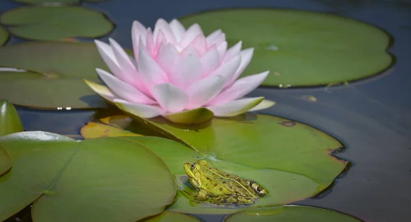 Poelkikker met roze waterlelie — Stockfoto