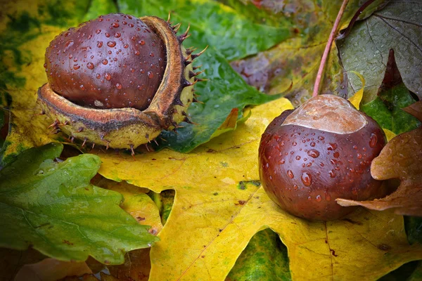 Castanhas no chão da floresta com folhagem de outono — Fotografia de Stock