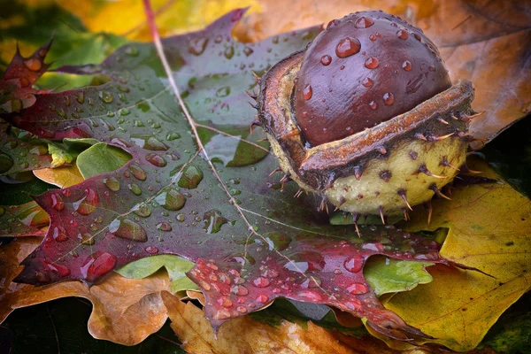 Castañas en el suelo del bosque con follaje de otoño —  Fotos de Stock