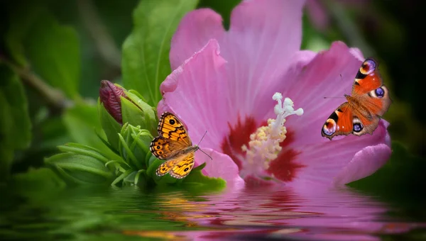 蝴蝶与花朵和水 — 图库照片