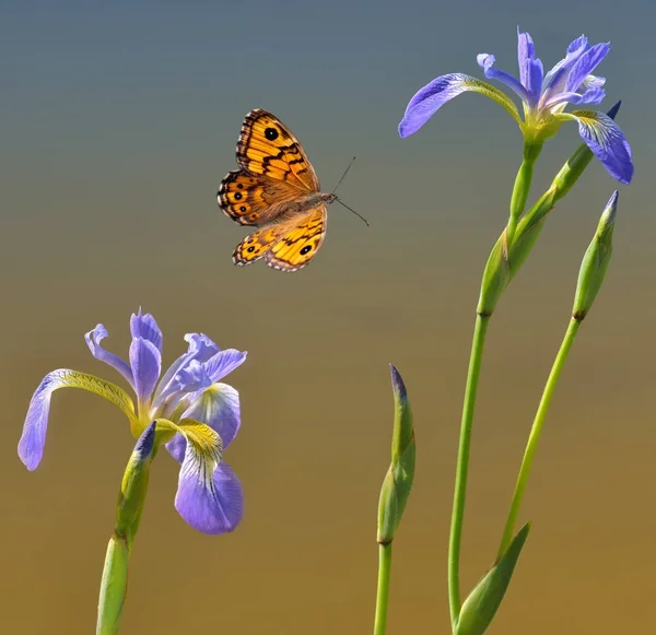 青い菖蒲と蝶します。 — ストック写真