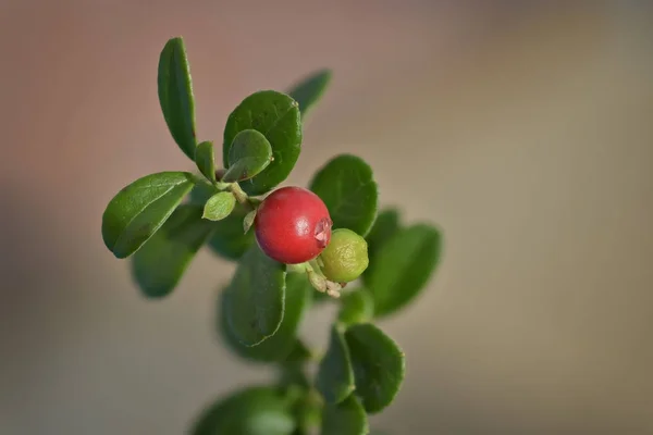 Cranberrys in close-up — Stock Photo, Image