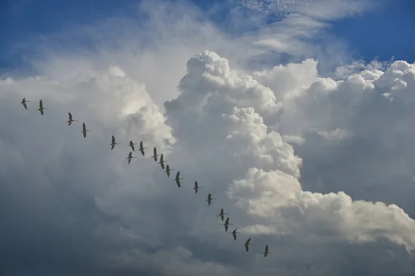 Cranes in flight to the south — Stock Photo, Image