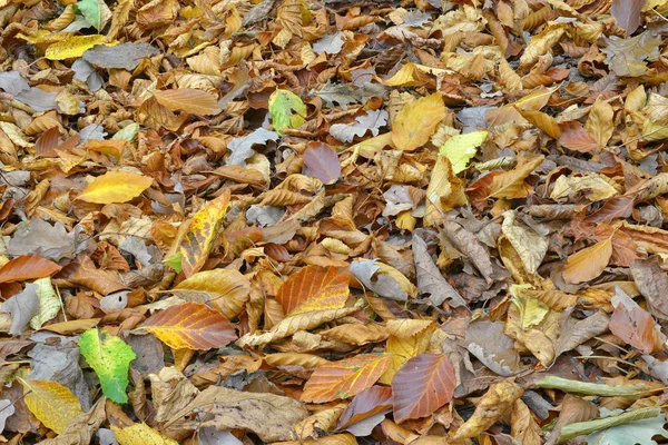 Waldboden im Herbst mit Laub — Stockfoto