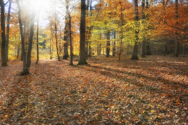 Forest in autumn with sun Stock Photo