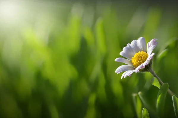 Daisy Vår Sommar Gräs Ljus Solljus Solsken Solen Sunbeam Blommande — Stockfoto