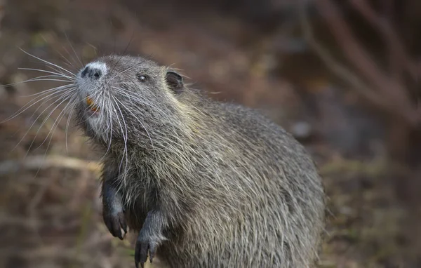 Nutria Dzikiej Przyrody — Zdjęcie stockowe