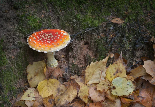 Champiñón Volador Otoño — Foto de Stock