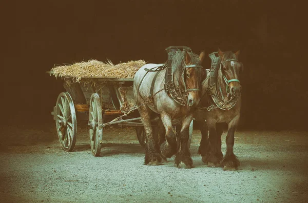 Dois Cavalos Trabalho Com Vagões Cheios Grãos Após Colheita Fotos De Bancos De Imagens