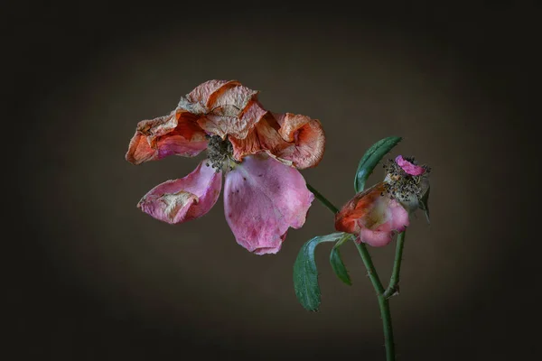ดอกก หลาบจางด วยพ นหล — ภาพถ่ายสต็อก