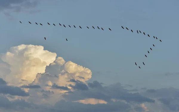 Flyttande Fåglar Flyger Ovanför Molnen Stockbild