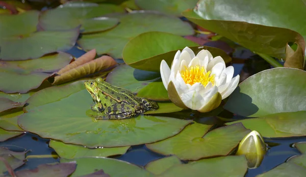 Kikker Waterlelieblad Met Waterlelie Bloei — Stockfoto