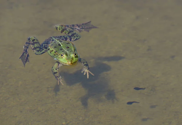 Grenouille Eau Claire Avec Têtards — Photo