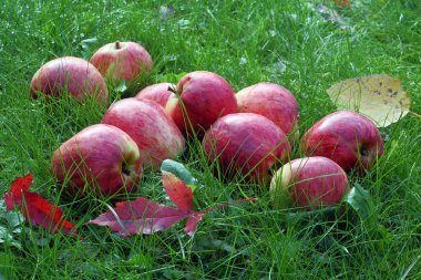 Yeşil çimenlerin üzerinde kırmızı elmalar