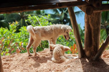 Filipin köyün iki küçük köpek