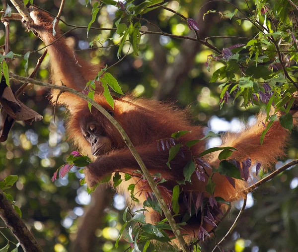 yavru orangutan ormanlarda Sumatra
