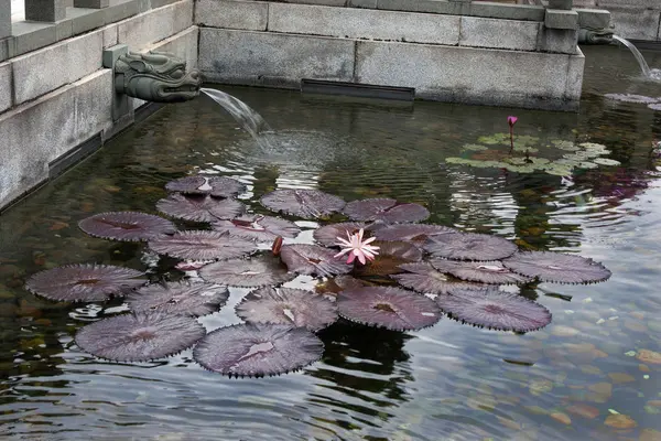 Brunnen und blühende Lotusblüten im Stadtpark — Stockfoto