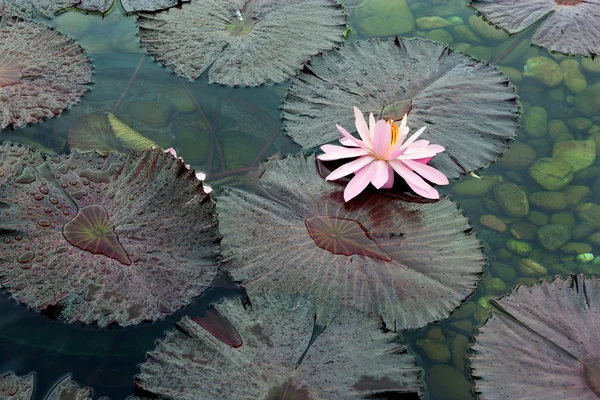 Şehir Parkı havuzda çiçek lotus