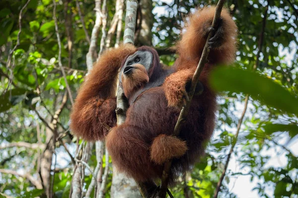 Dominant male orangutan shouts, sitting in a tree in the jungle